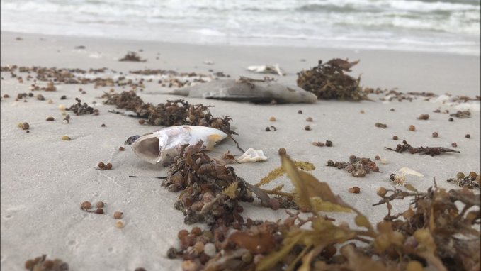 SECOORA Members Help Track Red Tide off of Florida -
