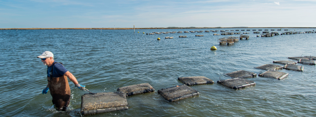 A man in a white hat and overalls stands waist-deep in the ocean, pulling oyster floats for his oyster hatchery.