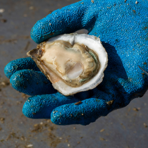 ShellBase Provides Easy-Access to Coastal Water Quality Data from the Southeast