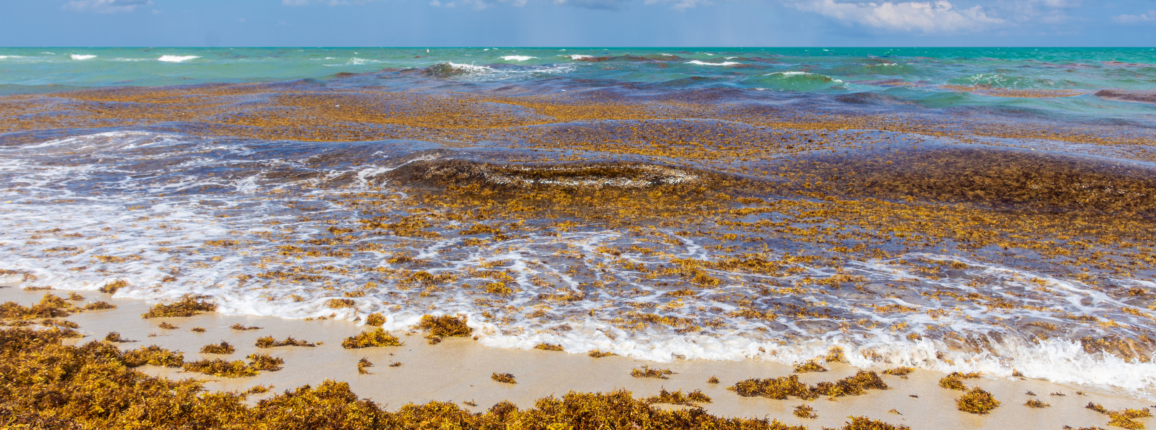 An image of a brown seaweed (sargassum) covering the sand on a beach and floating in the waves.