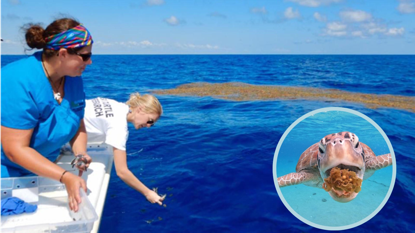 An image of two women releasing sea turtle hatchlings into the blue ocean with seaweed in the background. In the bottom right corner there is an image of a sea turtle eating seaweed in the ocean.