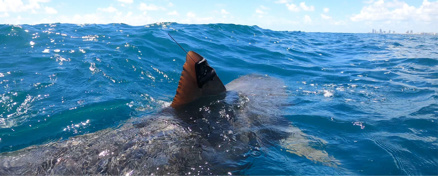 A shark dorsal fin is shown attached with a small black box that has an antennae attached. The shark is swimming on the surface of the ocean towards the upper right corner of the page.